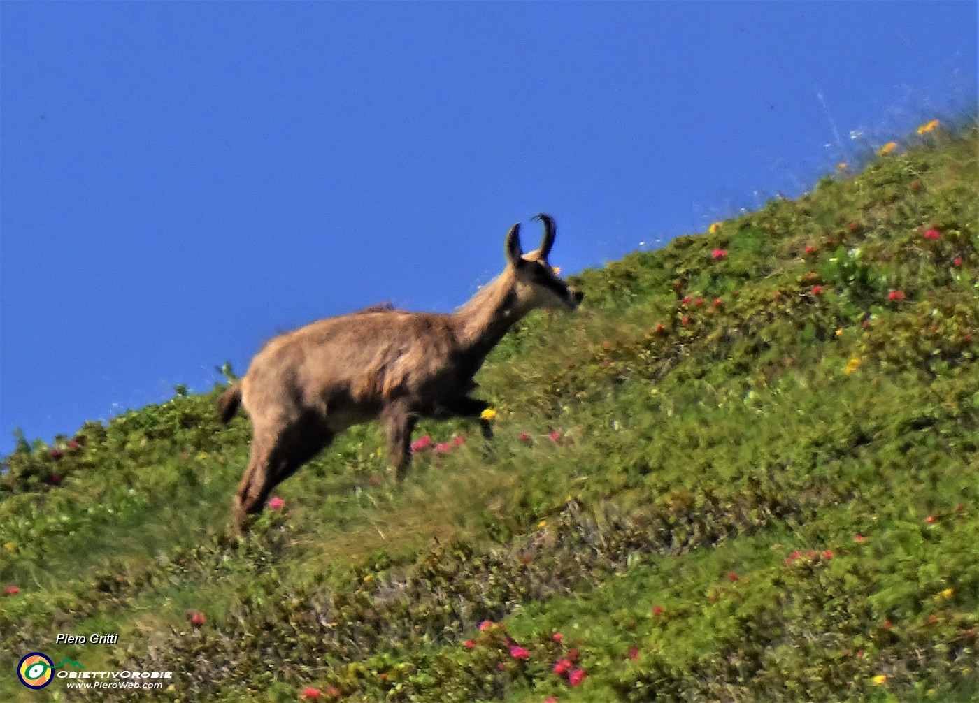 30 Camoscio solitario sulle pendici del Mincucco.JPG